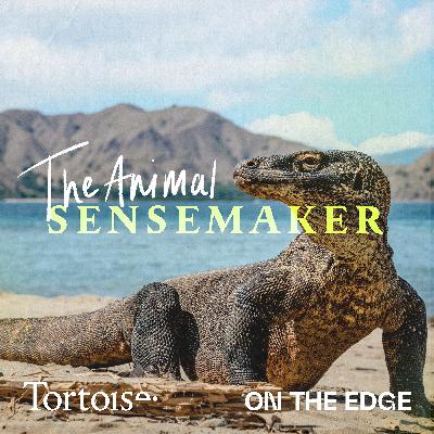 Komodo dragons: tail whipping and a venomous bite