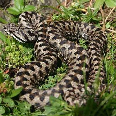 Snake Cast