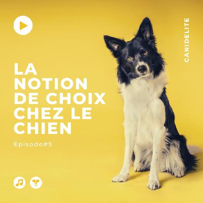 Episode #5 : La notion de choix chez le chien