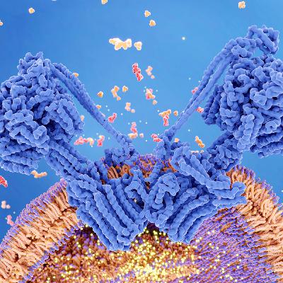 Mitocondri, dieta e longevità Mitocondri, dieta e longevità