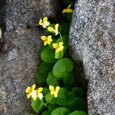 Grief is Another Word For Love by Sisonke Msimang