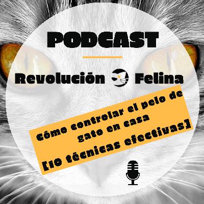 004 Cómo controlar el pelo de gato en casa [10 técnicas efectivas]