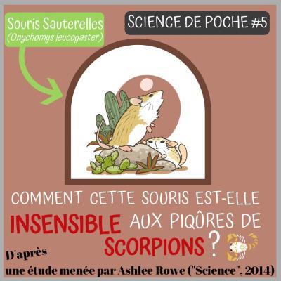 Science de poche #5 : Une souris redoutable et insensible à la douleur !