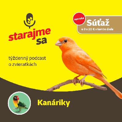 Vtáky: Kanáriky Vtáky: Kanáriky