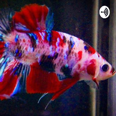 Merawat Ikan Cupang Dengan Metode Drip System