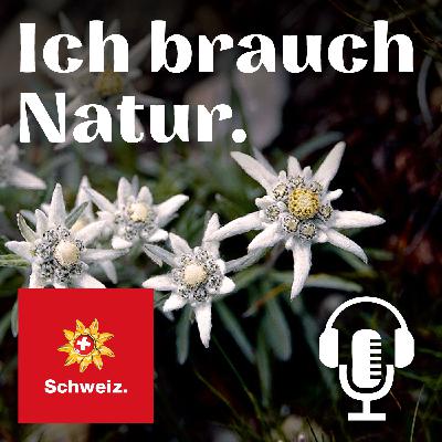 Krächzende Ruhe