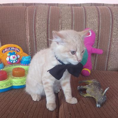 Historia de amara y sus gatitos