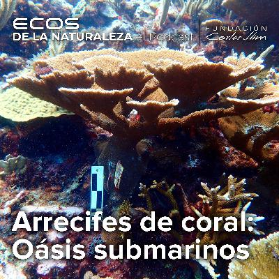 Arrecifes de coral, oasis submarinos: Episode #3