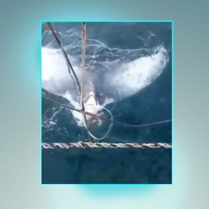 Pescadores mutilam baleia em Santa Catarina em incidente recorrente na pesca industrial Pescadores mutilam baleia em Santa Catarina em incidente recorrente na pesca industrial