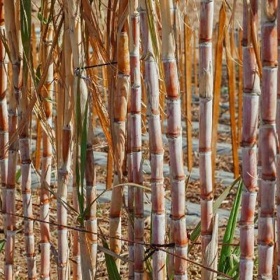 Cana-de-açúcar: menor produtividade e ATR em queda | BBcast Agro – 23/09/2025