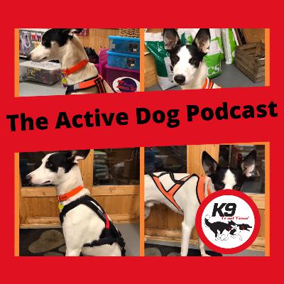 Episode 5: How to choose the right harness for your dog