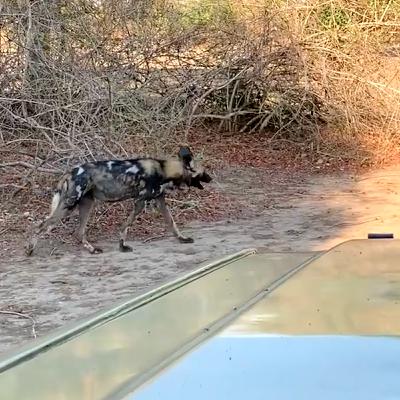 Comienzo de la temporada en África Safari. Clientes y Licaones Comienzo de la temporada en África Safari. Clientes y Licaones