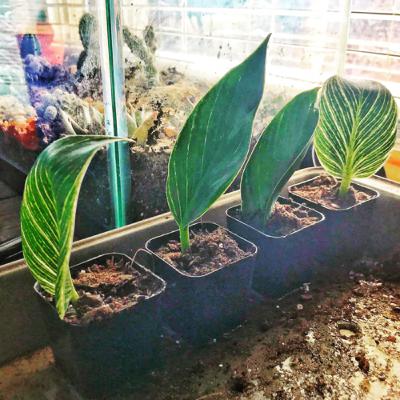 Get Your Plants Inside It’s Getting Cold Get Your Plants Inside It’s Getting Cold