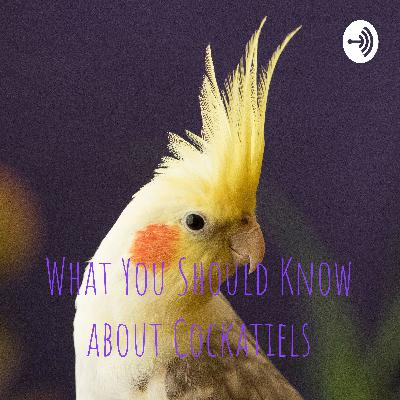 Important Things You Should Know About Cockatiels