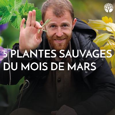 5 plantes sauvages à cueillir au mois de Mars