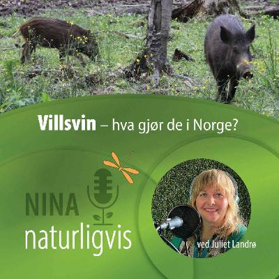 Villsvin - hva gjør de i Norge?