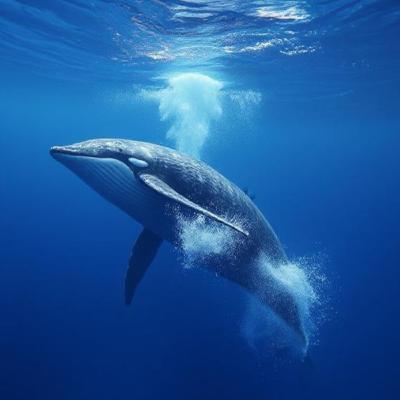 El Canto de la Ballena El Canto de la Ballena