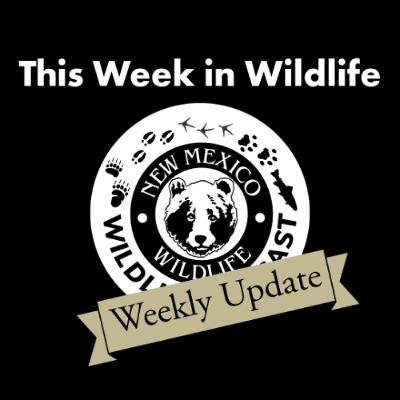 This Week in Wildlife - 9 This Week in Wildlife - 9