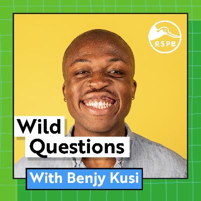 How Common Is Same-Sex Pairing In Birds? (Benjy Kusi)