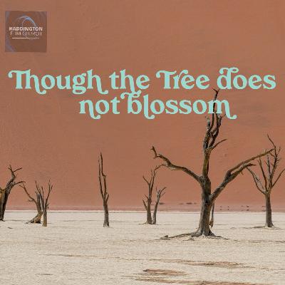 Though the Tree Does Not Blossom