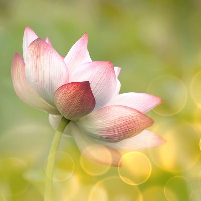 Meditación corta para conectar con la gratitud y tener un día más consciente