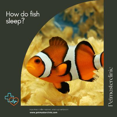 How do fish sleep?