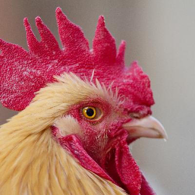 Episode 24: Leadership Lessons from the Chicken Coop Episode 24: Leadership Lessons from the Chicken Coop