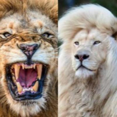 Is it time to bring a lion tamer into your business?