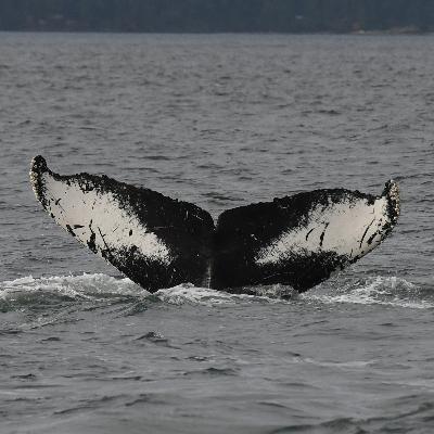 The Humpback comeback: Vancouver's whales come home