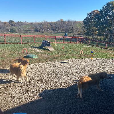 ¿Cómo Mejorar La Industria de Breeders y Petshops?