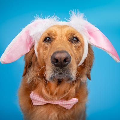 Kinderhörspiel und Geschichten - Der Osterhund