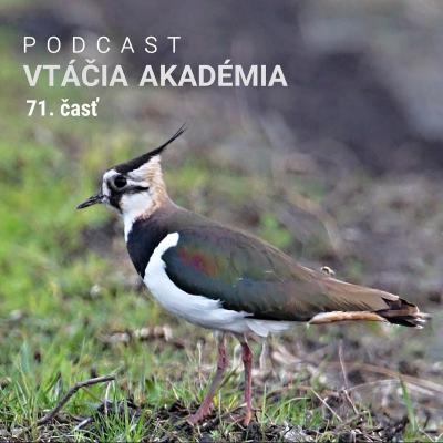 Pani Dona zo San Antonia objavila vtáčieho kríženca a odborníci padli na zadok Pani Dona zo San Antonia objavila vtáčieho kríženca a odborníci padli na zadok