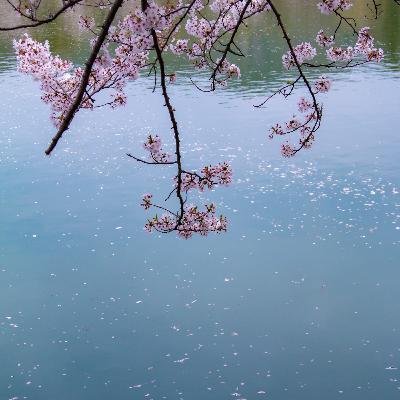 【歷史風雲人物的辭世句】細川玉 中日翻譯朗讀