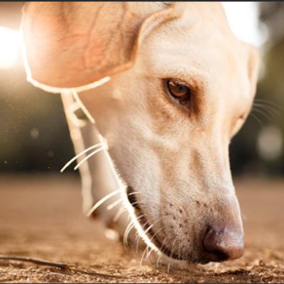 DEIXE O CACHORRO FAREJAR