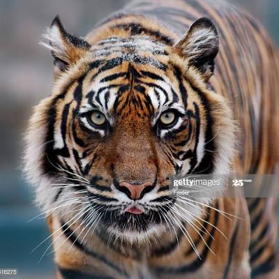 Tigerland Podcast (Episode 1-4)