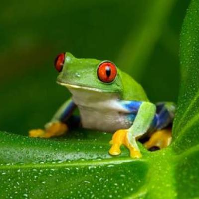 Suara Katak / Kodok Kungkong Suara Merdu || SEASONS 8 || ( CUCAK IJO )