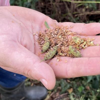 Seed-collecting with Jeremy Turkington