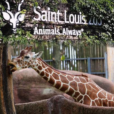 Episode 5: St. Louis Zoo