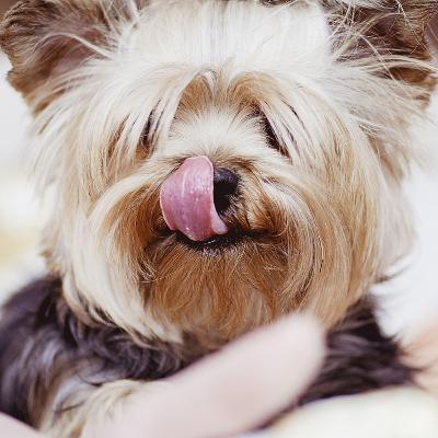 Everything About Pet Insurance