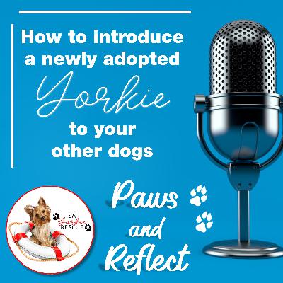 #1 - How to Introduce a newly adopted Yorkie to your other dogs