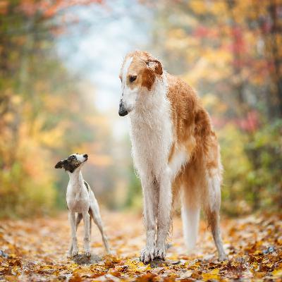 104. Your First Dog Needs You More Than You Need A New Puppy