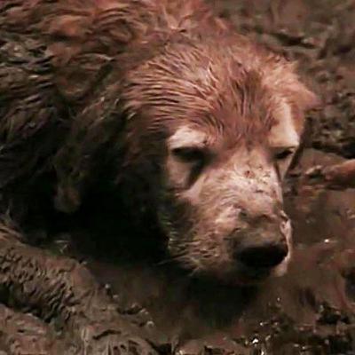 Homeward Bound: The Incredible Journey (1993)