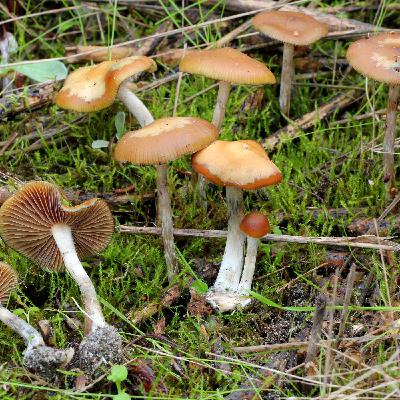 7g Mushroom Trip Report + Tips on Integration 7g Mushroom Trip Report + Tips on Integration