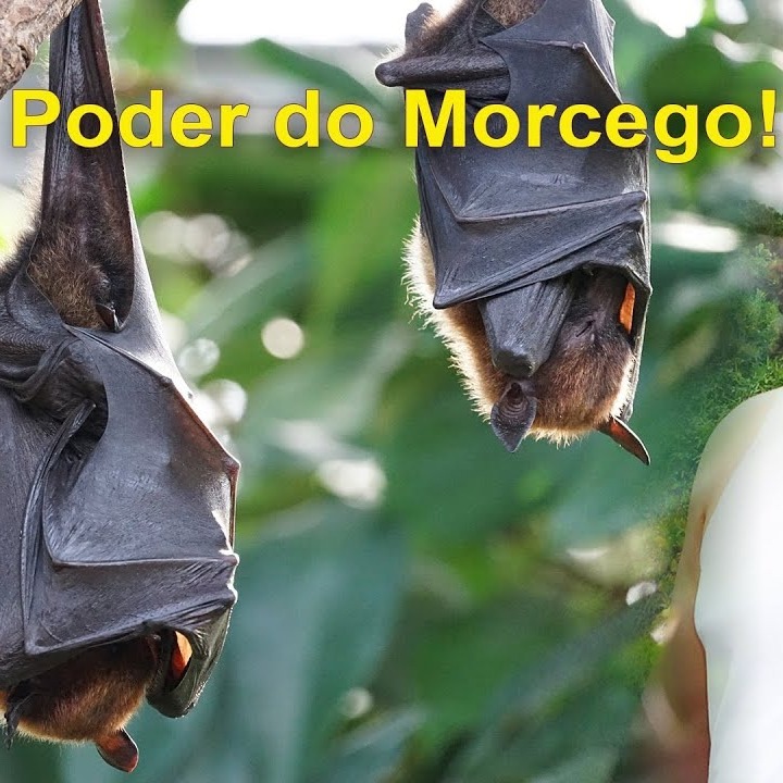 As Cartas Xamânicas, os Animais e seu Poder- O Morcego