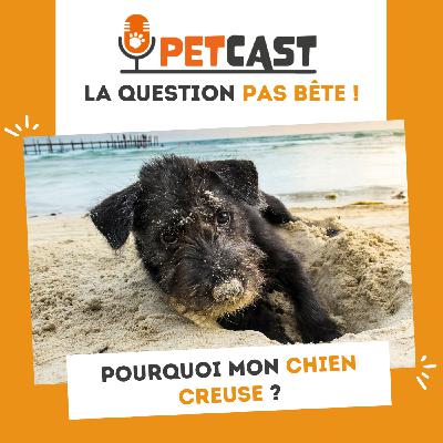 Pourquoi mon chien creuse ?