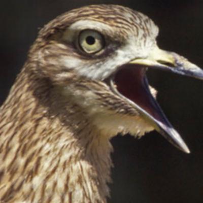 [S.2. Les espèces animales en voie d'apparition] L'œdicnème criard à bruit blanc