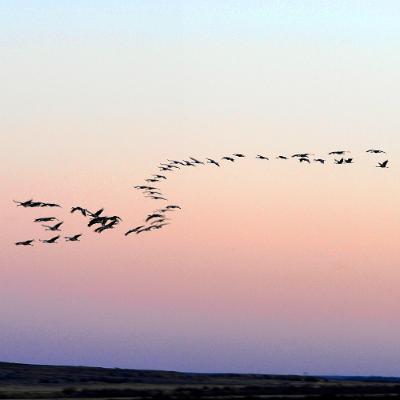 Episode 285-Conversation with Wildlife Biologist Bethany Ostrom