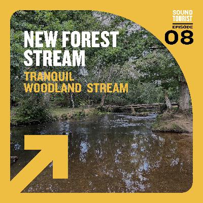Tranquil Forest Stream | New Forest National Park