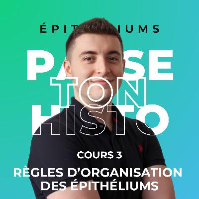 Histologie - Cours 3 : Les règles d'organisation des épithéliums