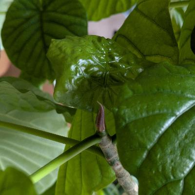 463.エバーフレッシュの失敗を超えて。リスクを取る「攻めの園芸」